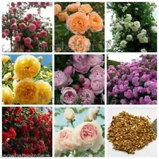 24Kinds Rose Seeds Shrub Hardy Bush Climbing Rosa Multiflora Climber Flower Rare