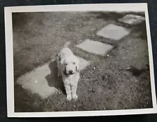 VINTAGE B/W PHOTO ~ Sweet Bedlington Terrier Dog, c1940s. 11 x 8cm