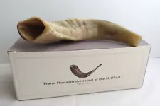 Shofar Genuine Ram Horn New in Box Small 8" Ivory