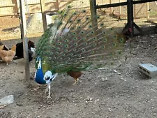 3 Peacock hatching eggs for sale