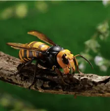 Revoltech RevoGeo Vespa Mandarinia Asian Giant Hornet Bee Insect Figure Kaiyodo