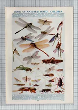 Dragonflies Bees Ants and Flies Insects Print - Vintage Book Print