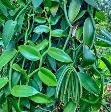 Rooted Live Cutting Rare Vanilla Planifolia New Vanila Bean Orchide Specie Plant