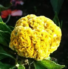 400 Giant Yellow Cockscomb Seeds Celosia Cristata Garden Flower