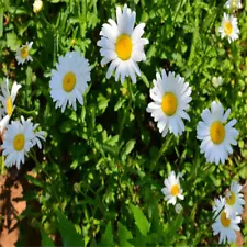 Shasta Daisy Alaska seeds - Leucanthemum maximum - 100 seeds