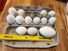 13 blown eggs; 1 goose +12 duck eggs (6 white, 6 blue-green), 1 hole pysanky