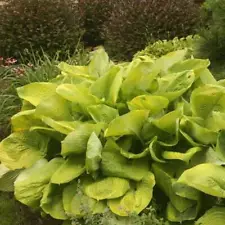 Hosta 'Sum and Substance' 3" Pot Size Starter Plant