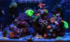 used saltwater aquariums for sale