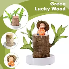 NEW Brazilian Lucky Wood PlantBrazilian Wood Hydroponic;Plant w/ Base 2024