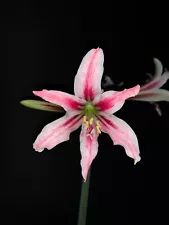 Hippeastrum breviflorum pink form - FS bulb 5 cm