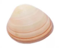 2-Pack: Large Pink Quahog Clam Shell (4-5") Beach Crafts Decoupage Aquarium