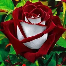 Rose Seed 100 Osiria Red White Seeds China Rare Rose Seed Garden Flower