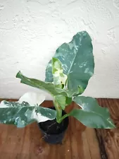 Alocasia Calidora Variegated Giant Elephant Ear Aurea Variegata 2ft LIVE PLANT