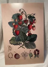 Retro Strawberry Plant Print Postcard