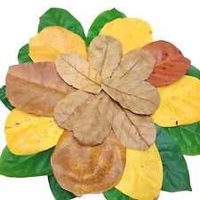 11000 Pcs 6 "Bulk Sale Indian Almond Ketapang Catappa Kottamba Leaves For Guppy