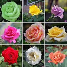 Multi-Varieties Rare Color Rose Seeds Beej For Home Gardening- 50 pcs