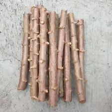 Fresh Cassava Stems - Manihot Utilissima - Sweet Yucca Root - For Planting!