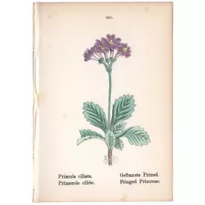 Alpine Flowers antique 1879 hand-colored lithograph Pl 351 Fringed Primrose