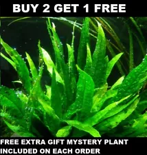 BUY 2 GET 1 FREE Java Fern Microsorum pteropus Live Aquarium Plants BEGINNER