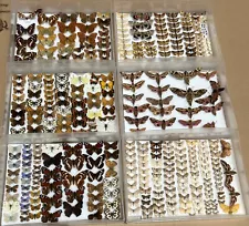 Box 6 60 Specimens British Butterflies Moths Insects Entomology Taxidermy