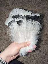 turkey feathers for crafts, Art, Fly Tieing