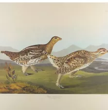 Vintage # 77 Of 250 Audubon Bird Print Sharp tailed Grous Litho 1837 Havell -