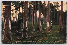 Gathering Rosin Gum For Turpentine In Florida 1914 Posted Antique Postcard J13