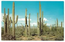 Arizona desert scene c1950's Giant Saguaro Cactus