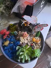 Fairy Garden Complete Kit