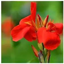 Red Canna Bulbs Fresh Big Natural Red Flower Jumbo Plants Lily Rhizomes