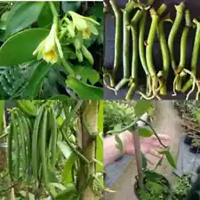 Vanilla planifolia orchid species live well-Rooted cuttings of vanilla bean New