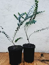 LIVE PLANT 3ft Eucalyptus Pulverulenta Baby Blue Florist Silver Dollar FRAGRANT