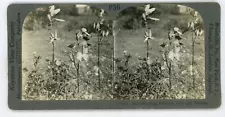 BURSTING MILKWEED PODS AND THISTLES Stereoview 7830 p36