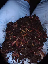 ðCompost Worms For Sale" Red Wiggler" US Raised " Hand Counted" FREE SHIPPINGð