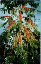 Kona Coffee famous beans ripe for picking in the Kona district Hawaii Postcard