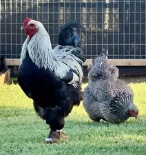 6-Show Quality Dark Brahma Hatching Eggs - NPIP & AI Certified Flock