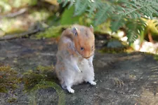 Domestic Hamster Taxidermy Oddities Curiosities