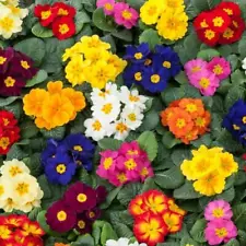 80 PRIMROSE PRIMULA ACAULIS PERENNIAL NEW Mix FLOWER seeds