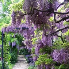 40PCS Seeds Chinese Wisteria Beautiful Perennial Home Garden High Quality