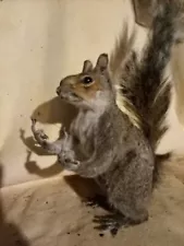 stuffed squirrel taxidermy for sale