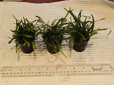 Free shipping! 3 Pots of "Needle Leaf" Java Fern Microsorum pteropus live plant 