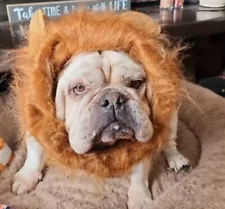 Dog Lion Mane costume Super Cute ! Halloween Fun Makes For Great Pictures XL