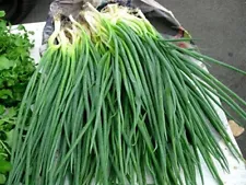 Bunching Onion Seeds Vegetable Piero Perennial organic Ukraine 1 grams