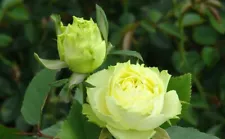 Green Rose Hybrid Tea variety / Bare Root