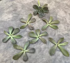 30 Succulents Leaves Cuttings (30 Leaves Only)