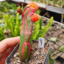 Rare Succulent Living Plant Hylocalyciumsingulare Self Rooted WYSIWYG Garden