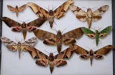 Selection of Hawk moths