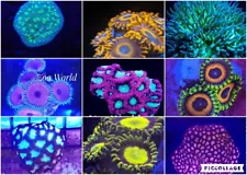 Pack of 8 different Beginner Corals (Mixed Reef) with Free Shipping