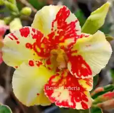 Adenium Obesum - Desert Rose "Sinmanee" 5 seeds (#24)