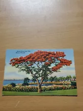 Royal Poinciana Tree, Miami Florida